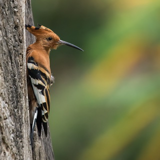 Lake Naivasha - Hoopoe
